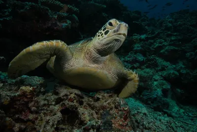 IUCN Red List