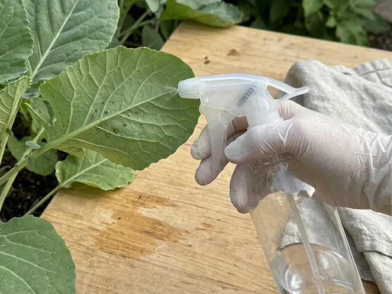 A gloved hand sprays liquid from a bottle onto pests on the underside of a plant leaf.