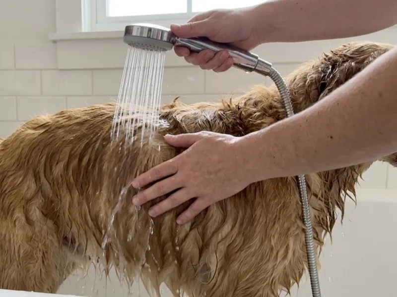 A person rinses a wet golden dog's fur with a handheld showerhead in a bathtub.