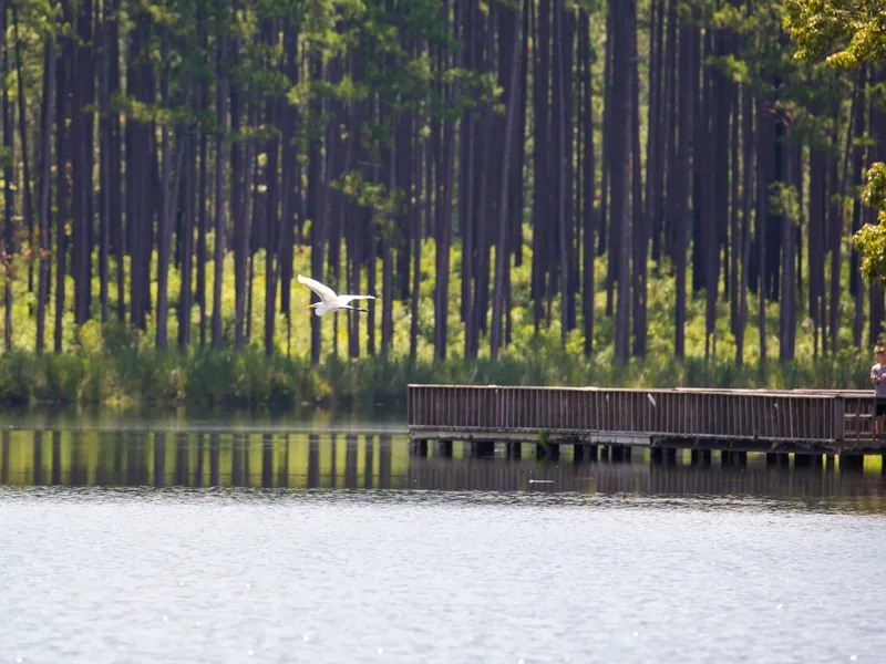Great egret
