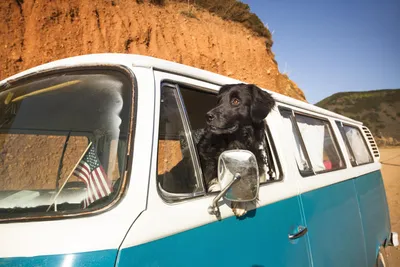 BringFido