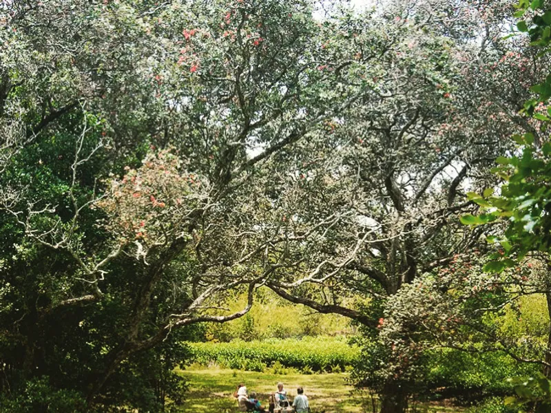 Mauna Kea Tea