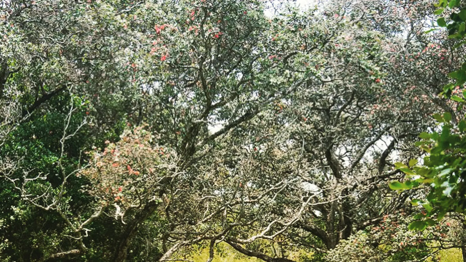 Mauna Kea Tea
